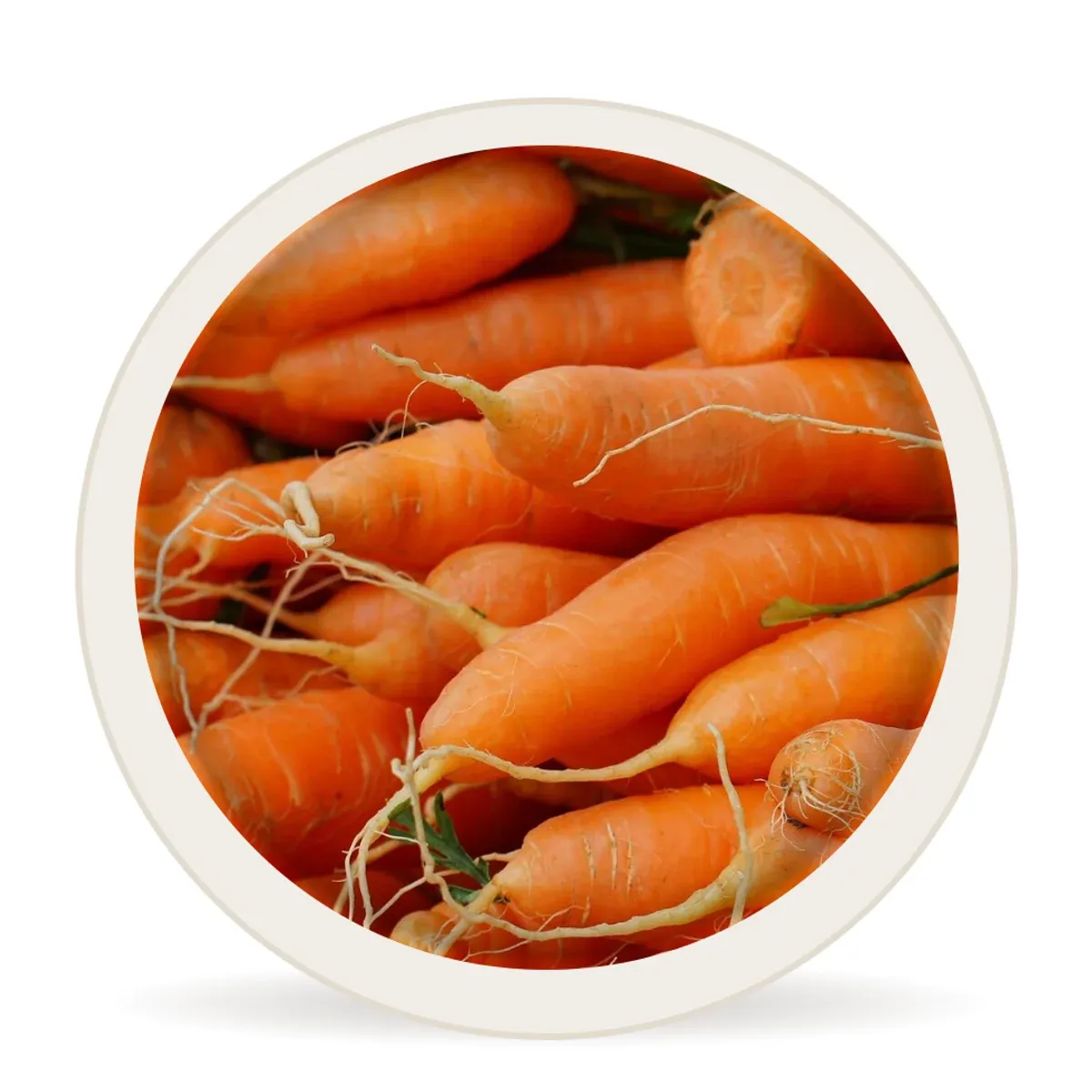Carrot (Ooty)