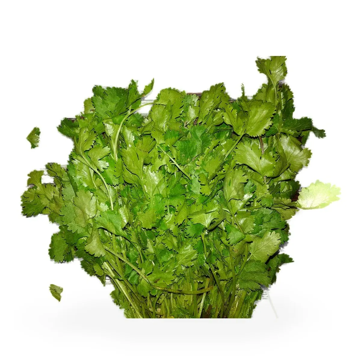 Coriander Leaves